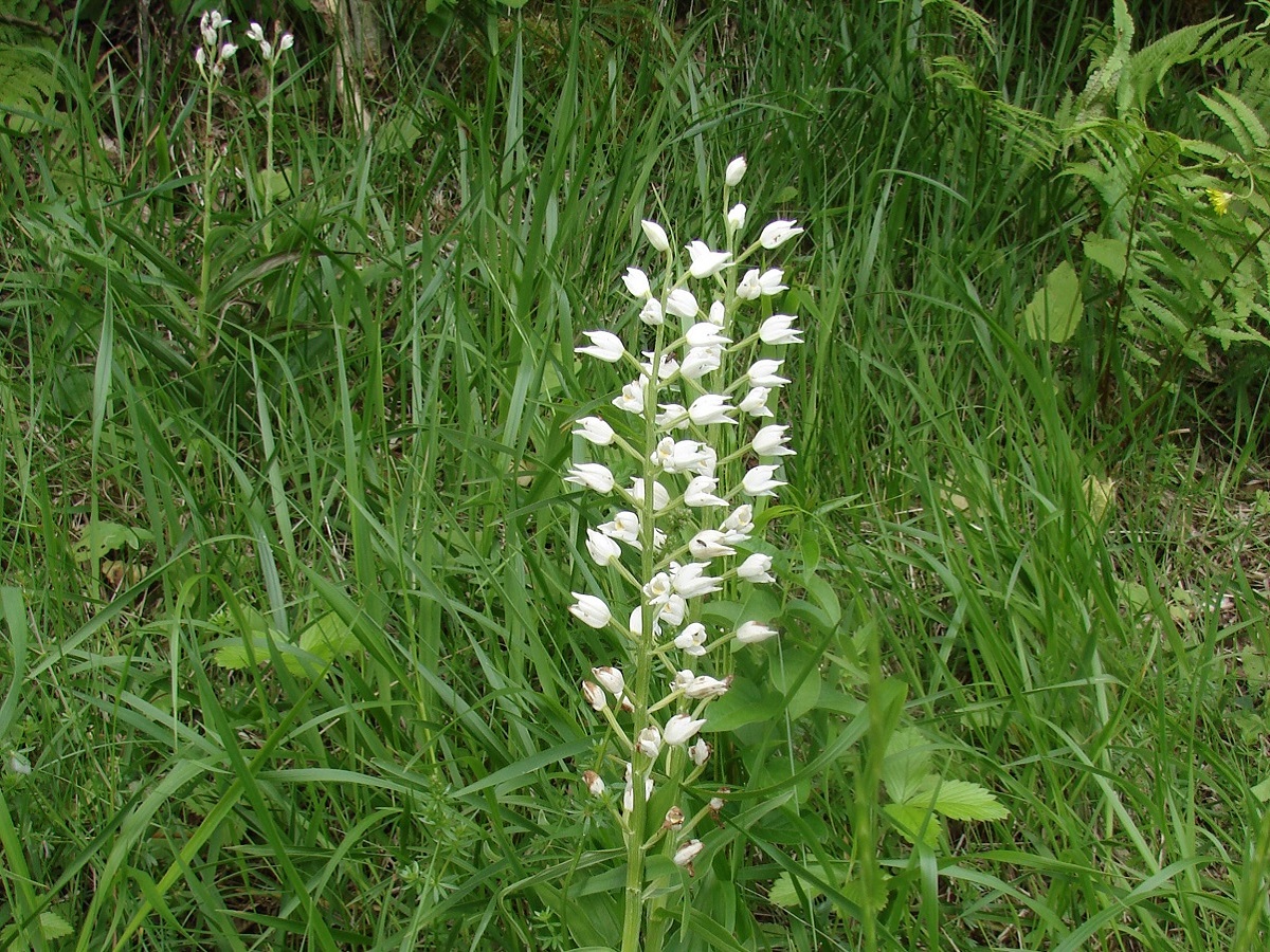 Cephalanthera longifolia (Orchidaceae)